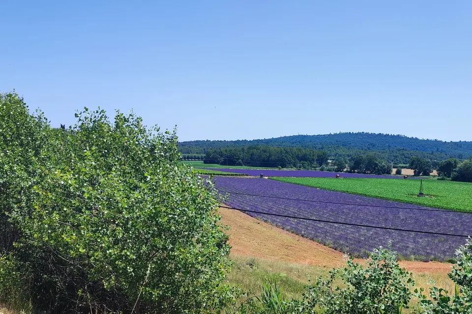 Lavender field and cultivated plots below wooded hills