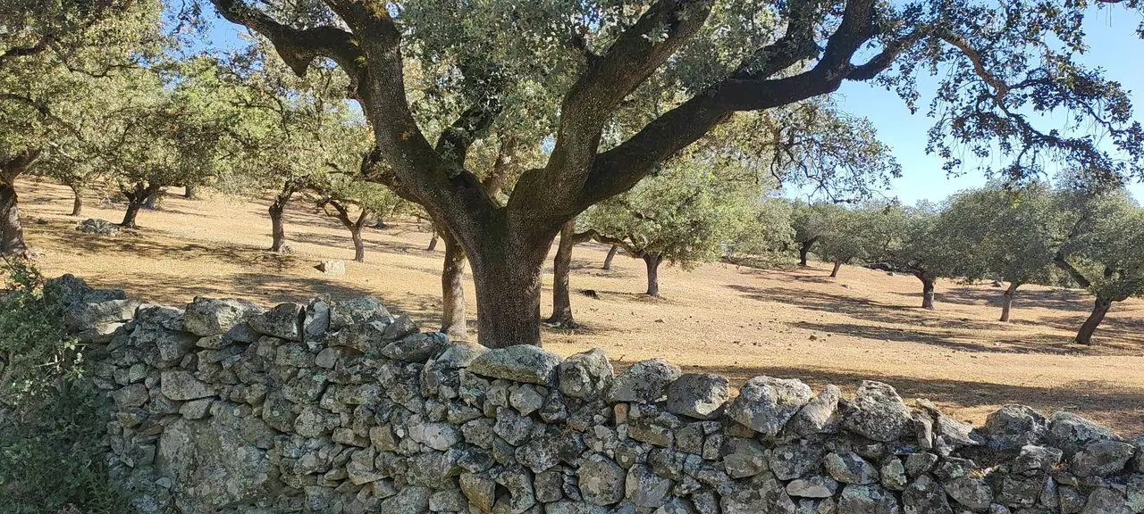 Old olive tree beside a dry-stone wall in the flat Salento countryside