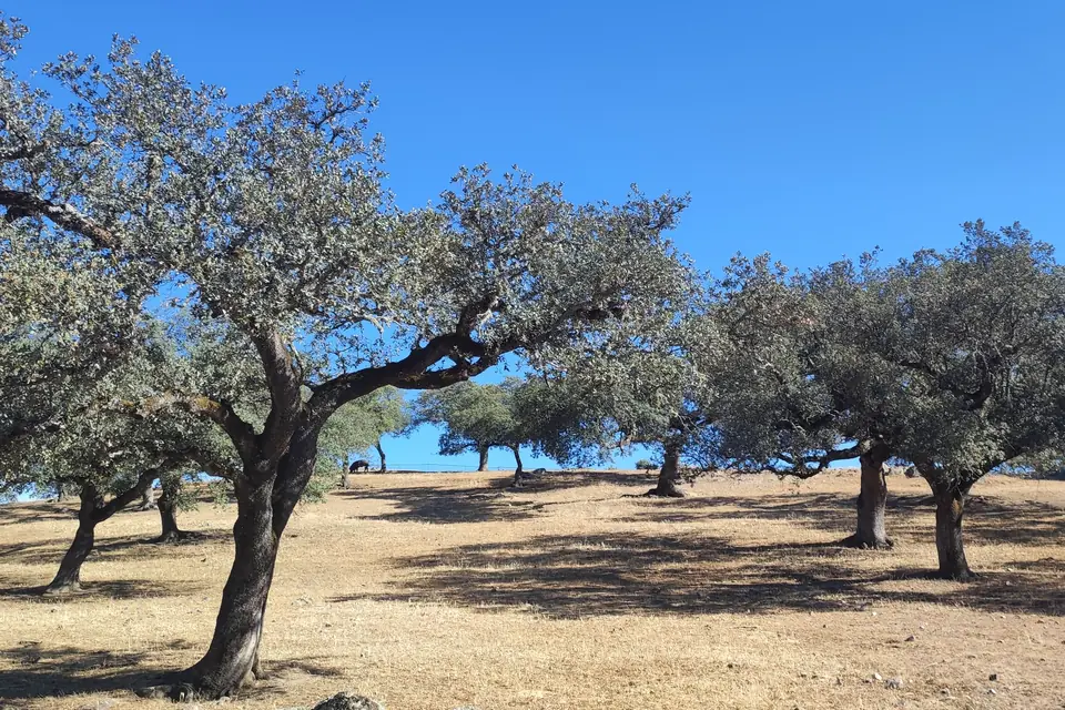 Open oak and olive grove with dry ground crossed by a gravel path