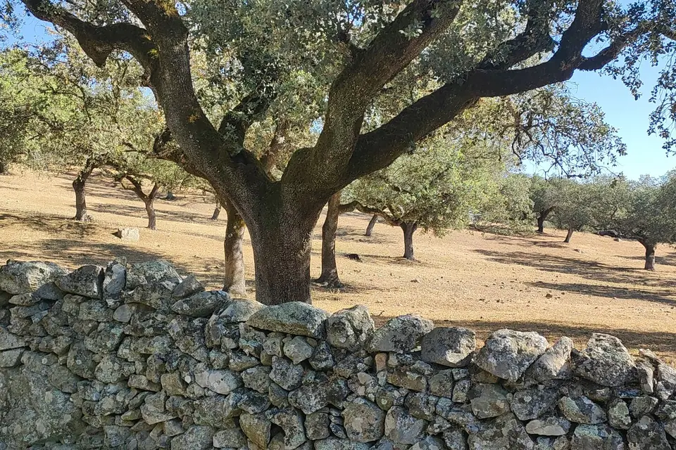 Old holm oaks behind a dry stone wall along a dusty track