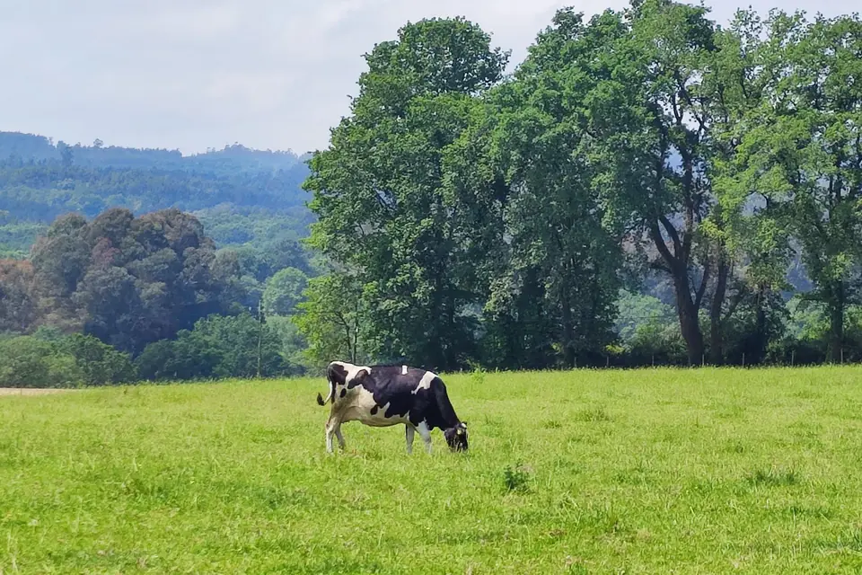 Vache paissant dans un pré vert entouré d'arbres