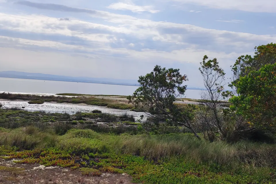 Coastal wetland with low scrub and the sea on the horizon