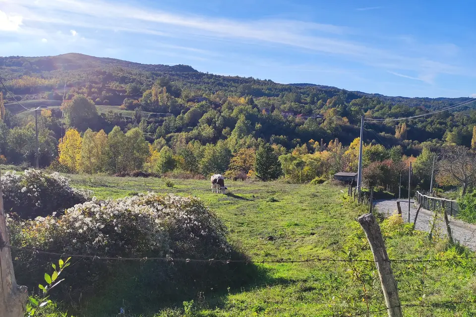 Green hillside with a fenced meadow and grazing animals seen from the road