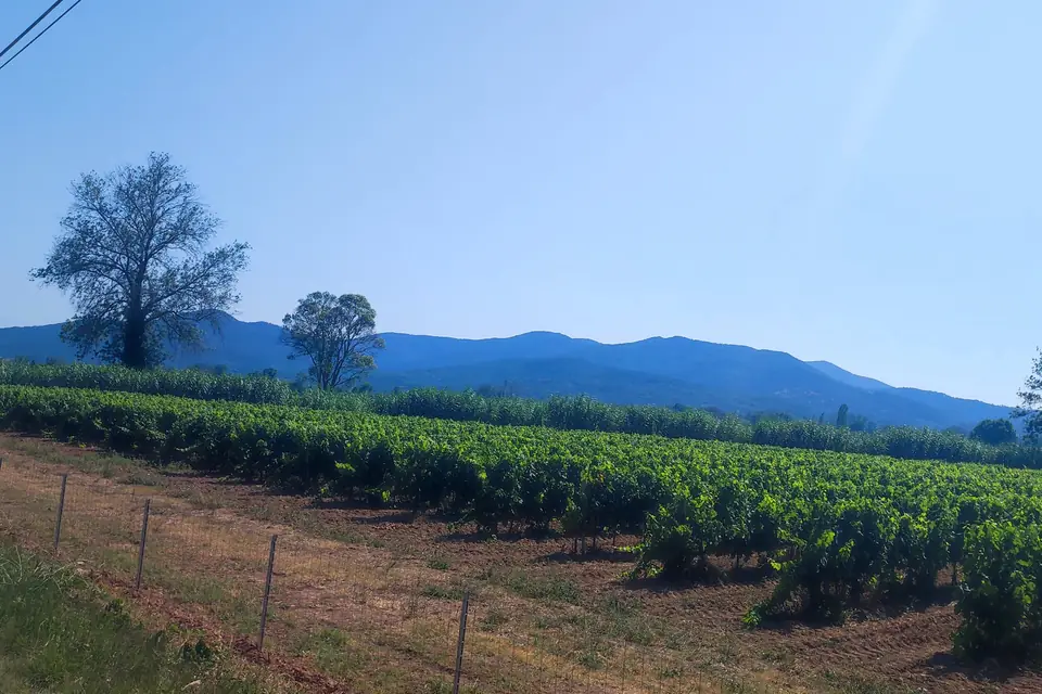 Vineyard rows and a lone tree with hills in the background