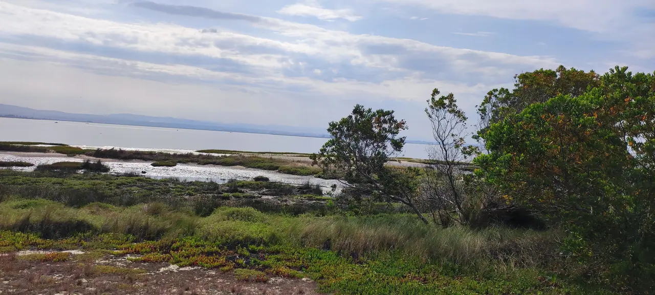 Flat coastal wetland with Mediterranean scrub and shallow water under a wide sky