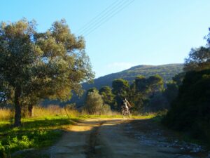 salento bici uliveti natura